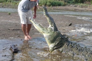 Crocodile being fed. They like chicken.